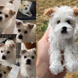 Può includere: Primo piano di un cane bianco e soffice con le orecchie marroni. Il cane è tenuto in mano da qualcuno. Il cane ha il naso nero e gli occhi scuri. Il testo "HIS FACE :)" è visibile sullo sfondo.