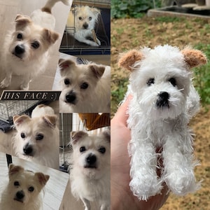 Puede incluir: Un collage de im&aacute;genes con un perro blanco con orejas marrones. El perro se muestra en diferentes poses y entornos, incluyendo un primer plano de su cara. El texto "HIS FACE :)" es visible en la imagen.