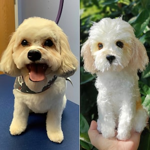 Puede incluir: Fotos de antes y despu&eacute;s de un perro peque&ntilde;o blanco con ojos marrones. El perro est&aacute; sentado y ha sido arreglado. El perro lleva una bandana negra y blanca.