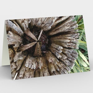 Notecards - Trésors naturels - Botanica 3