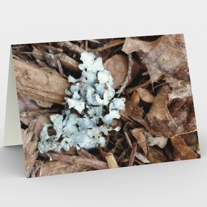 Notes - Trésors naturels - Botanica 2