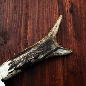 Puede incluir: Un asta natural con base blanca y acento de lat&oacute;n, sobre un fondo de madera oscura. El asta tiene una superficie texturizada, marr&oacute;n y negra. La est&eacute;tica general sugiere un tema r&uacute;stico o al aire libre.