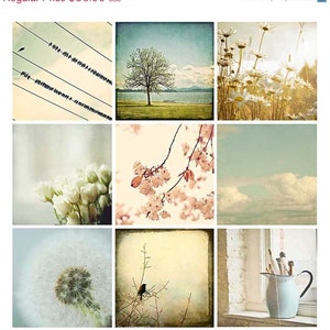 Nature Photograph Set flowers, blackbirds, dandelions, trees, pastel, neutral, country decor, photo set image 1