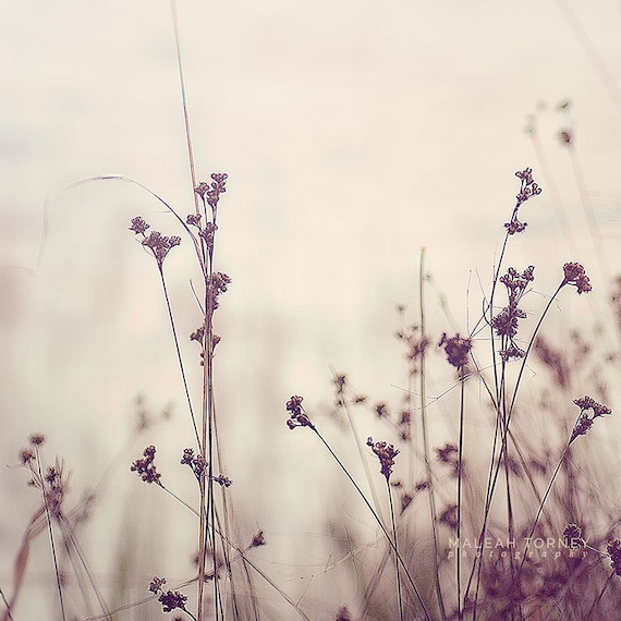 Beige Feld Fotografieren Neutrale Naturfotografie Rustikalen Etsy