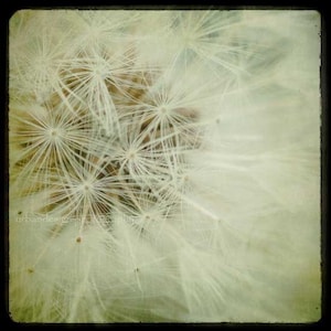 Dandelion Wisps Photography, neutral vintage wall art, baby nursery print, home decor - 8x8