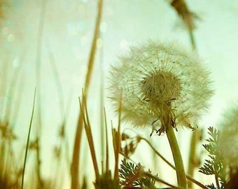 Aqua Dandelion Photography, baby nursery print, modern nature home decor, wall art photo - 8x8