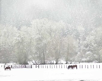 Fotografía de caballos, Caballos en la nieve, Foto equina, Fotografía de animales, Negro, Blanco, Verde