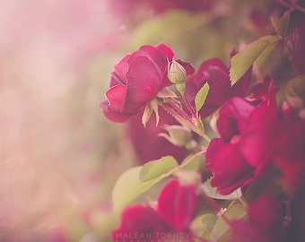 Red Rose Photography, Cottage Chic Decor Photo, Romantic Art, Shabby Chic Home Decor, Mothers Day Gift, Boho Floral Print, Pink, Rose Photo