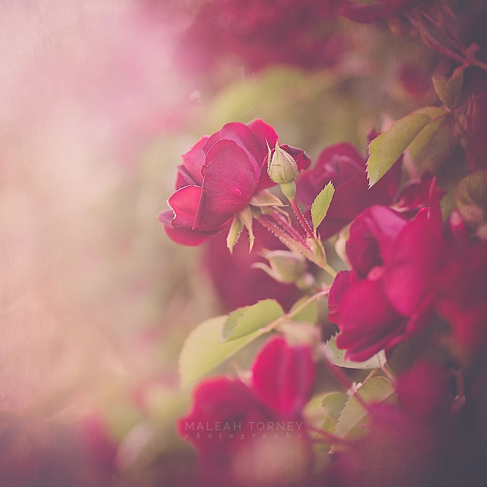 Red Cottage Roses Background Red Rose Photography, Cottage Chic Decor Photo, Romantic Art, Shabby ...