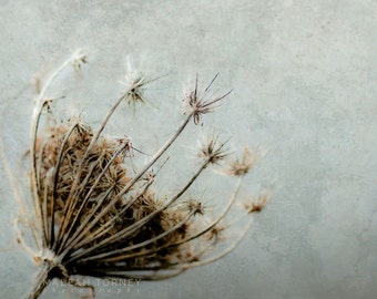 Queen Annes Lace Photography, Flower Photo, Blue and Brown Wall Art, Botanical Art Print, Grey, Fine Art Photography, Nursery Wall Art