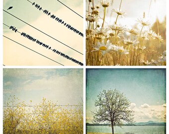 Landscape Photography, Blue Yellow Photo Set, Nature Photography, Large Wall Art, Blackbirds, Mustard Fields, Daisies, Boho Summer Decor