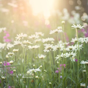 White Daisies Flower Photography - daisy field at sunset nature print - daisy decor