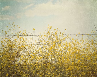 Nature Photography, Mustard Field, Yellow Wall Art Print, Wildflower Photo, Country Home Decor, Blue Summer Art, Mustard Flowers