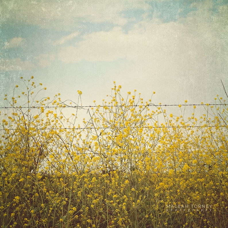 Nature Photography, Mustard Field, Yellow Wall Art Print, Wildflower Photo, Country Home Decor, Blue Summer Art, Mustard Flowers image 1