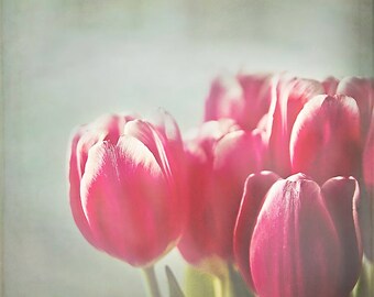 Red Tulips, Flower Photography, pink red white wall art, spring floral home decor, shabby chic inspired - 8x8