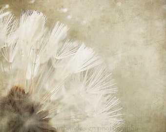 Dandelion Fine Art Photography - white and beige baby nursery print, home decor photo -