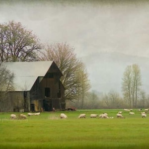Sheep Farm, Old Barn Photography, Country Decor, Sheep Art Photo, Farm Wall Art, Fog, Oregon, Farmhouse Decor, Sheep Picture, Oregon