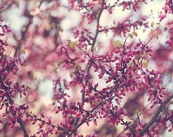 Fuchsia Pink Flower Photography, Pink Floral Picture, Cottage Chic Decor, Nature Photography,  Large Wall Art, Square Flowers Photo