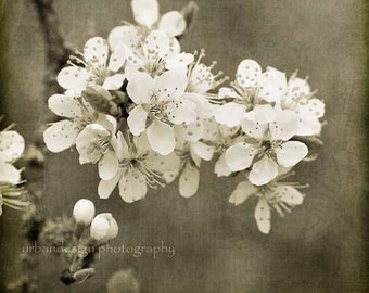 Apple Tree Photography, Vintage Flower Photography, Sepia and White Wall Art, Shabby Chic Decor, Brown Nursery Print