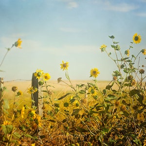 Country Decor, Sunflowers Landscape Photography, Large Wall Art, Yellow Flowers, Rustic Art, Sun Flowers Photo, image 1