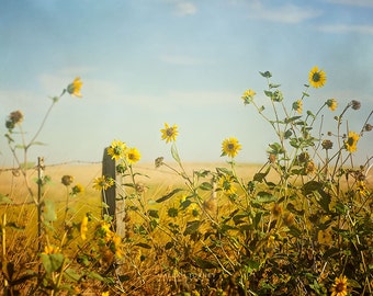 Decoración campestre, Girasoles Fotografía de paisajes, Arte de pared grande, Flores amarillas, Arte rústico, Foto de flores de sol,