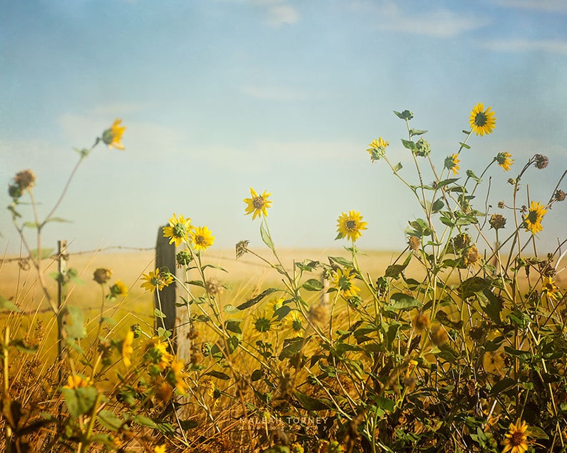 Country Decor, Sunflowers Landscape Photography, Large Wall Art, Yellow Flowers, Rustic Art, Sun Flowers Photo, image 1