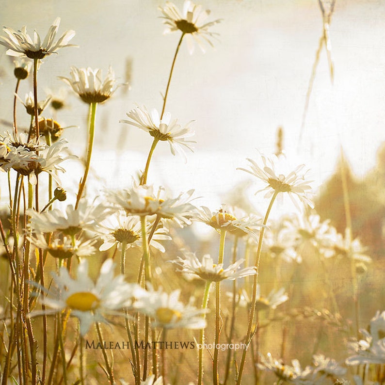 Nature Photograph Set flowers, blackbirds, dandelions, trees, pastel, neutral, country decor, photo set image 3