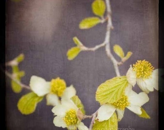 Dogwood Flower Nature Photography - melanzana prugna beige giallo stampa decorazioni per la casa