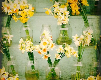 Daffodil Photograph, Yellow Flower Photography, Flower Stand, Daffodil Photo, Spring Flowers, Yellow Wall Art, Yellow, Green, Daffodils