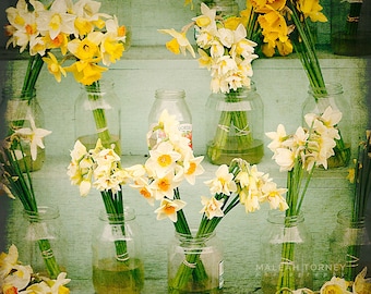 Fotografia di narciso, Fotografia di fiori gialli, Supporto di fiori, Foto di narciso, Fiori primaverili, Arte murale gialla, Giallo, Verde, Narcisi