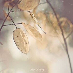 Neutral Nature Photography Set, dandelions, pussy willows, woodland decor, neutral, brown, gray, photo set 4x4, 5x5, 8x8, 10x10, 12x12 image 3