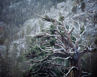 Juniper Tree Photography - weathered, woodland, landscape print, rustic decor - green, brown