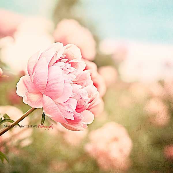 Pink Peony Wall Art, Flower Photography, Pink Peonies, Girl Nursery Wall Art, Peony Home Decor, Peonies, Pink & Blue