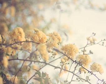 Pastel Yellow Roses, Spring Flowers Photography, Flower Photo, Spring Decor, Shabby Chic Decor, Green and Yellow, Nature Print, Wall Art