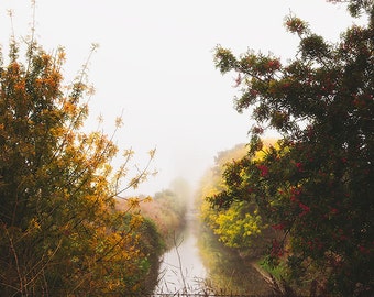 Fine Art Landscape Photography, Water Reflections, Fall, Misty Fog, Trees, Peaceful Art, Brown Wall Art, Brown Home Decor, Large Prints