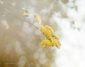 Yellow Rose Photography, Yellow Rose Picture, Rose Wall Art