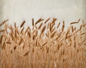 Wheat Field Photograph - farm country photo and grain wall art