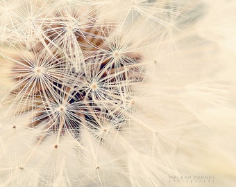 Dandelion Photography, neutral, macro, nature photography, dandlion picture, dreamy, nursery wall art