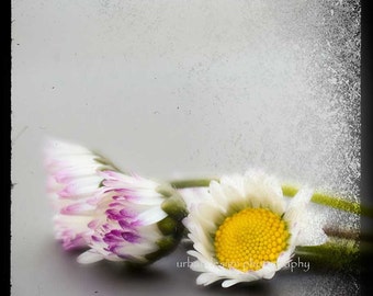 Modern Daisy Macro Photography, yellow black gray wall art, vintage inspired home decor, baby nursery - 8x12