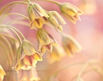 Pink Flower Photography, dreamy, pastel,  yellow and pink, wall art, fine art, nature photography, trumpet flowers, bright and happy