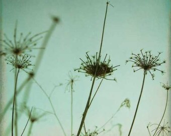 Queen Ann's Lace, Silhouette Photography - modern decor print, aqua blue