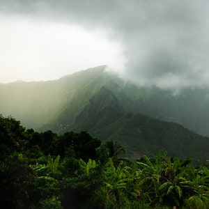 May include: A lush green mountain range with a thick layer of clouds covering the peaks. The mountainside is covered in dense vegetation, including palm trees and banana plants.
