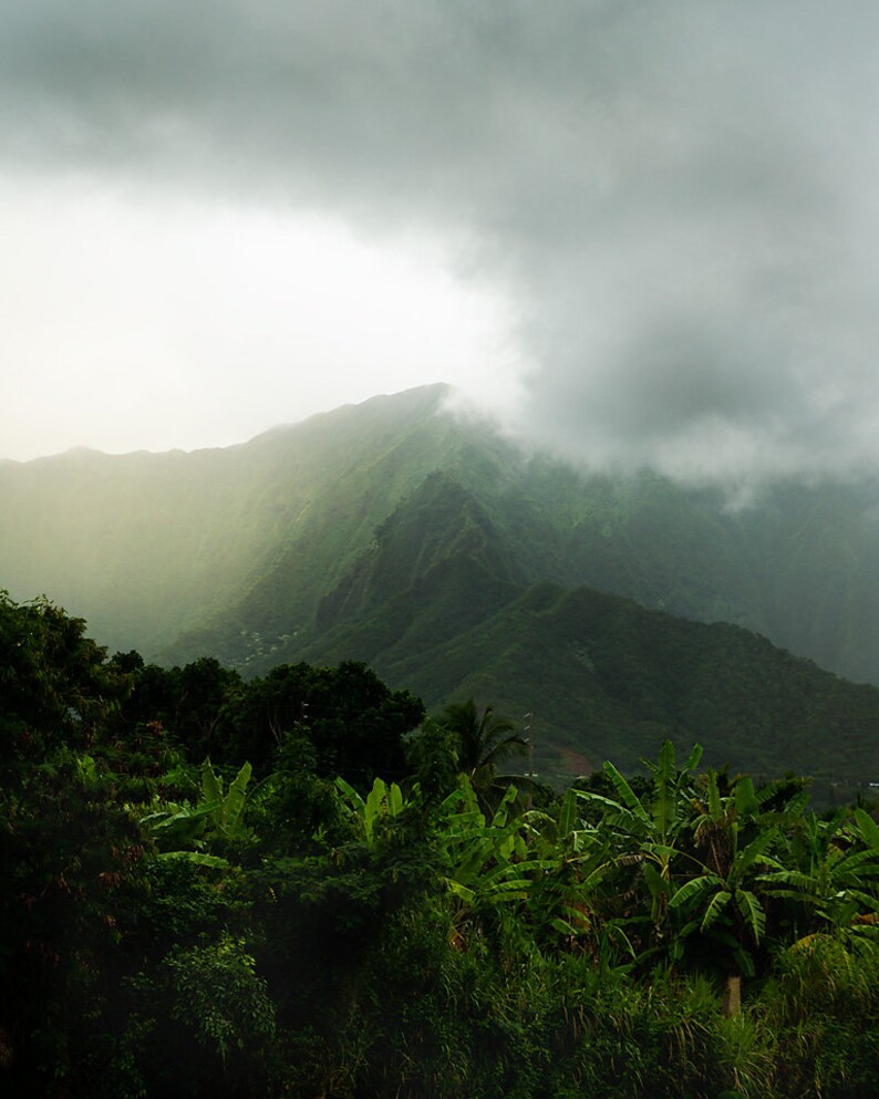 May include: A lush green mountain range with a thick layer of clouds covering the peaks. The mountainside is covered in dense vegetation, including palm trees and banana plants.