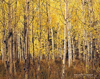 Aspen Trees Photography, fall colors, woodland, yellow, autumn decor, print, rustic wall art