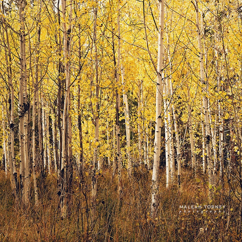 Aspen Trees Photography, fall colors, woodland, yellow, autumn decor, print, rustic wall art image 1
