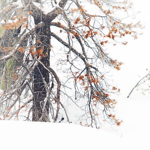Snow Photography, Tree Art Picture, Winter Wall Art, Snowy Nature Photo, White Canvas Art, Winter Snow1