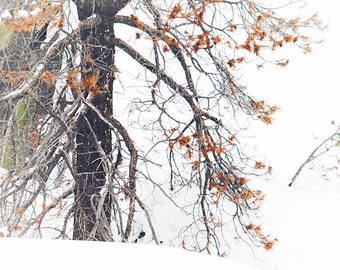 雪の写真、木のアート写真、冬の壁アート、雪の自然の写真、白いキャンバスアート、冬の雪1