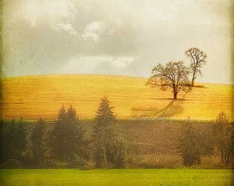 Gold Hill Lone Oak Tree Photograph, green brown beige wall art, vintage inspired home decor