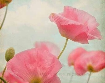 Fotografia de flor de papoula, arte de parede chique chique vintage, rosa e azul, impressão vermelha, impressão da natureza, decoração de quarto de meninas