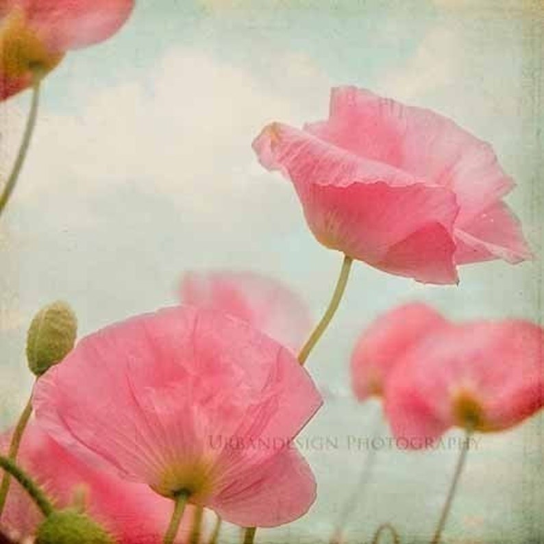 Poppy Flower Photography, Vintage Shabby Chic Wall Art, Pink and Blue, Red Print, Nature Print, Girls Bedroom Decor image 1